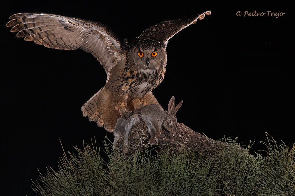 Búho real (Bubo bubo)